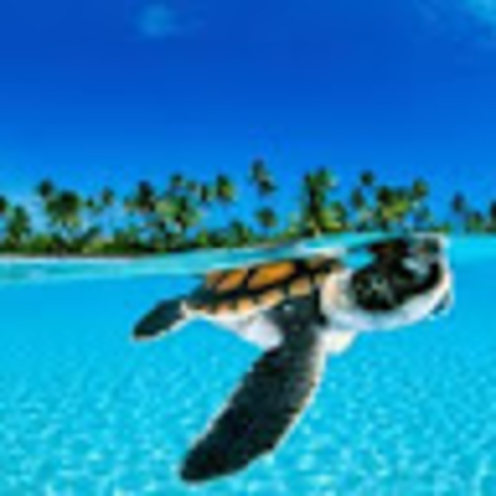 Meet your Posher, Jani